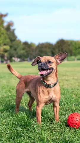 Ảnh Chó Cool Ngầu