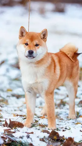 Ảnh Chó Cool Ngầu