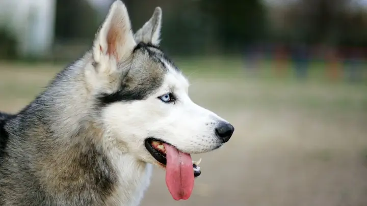 Hình Nền Con Chó Ngầu