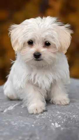 Hình Ảnh Chó Cute Nhất