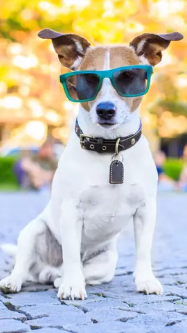 Ảnh Chó Cool Ngầu