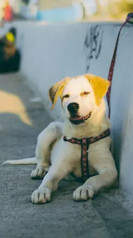 Ảnh Chó Cool Ngầu