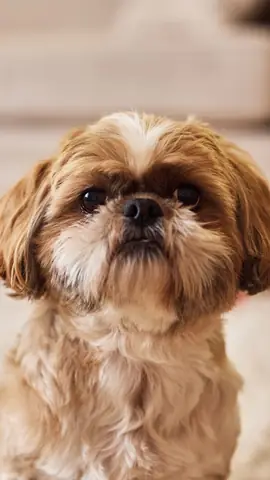 Hình Ảnh Chó Cute Nhất