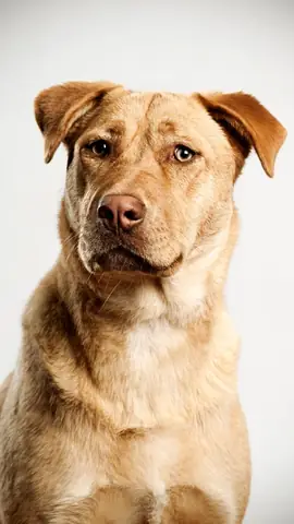 Ảnh Chó Cool Ngầu