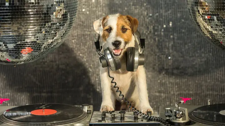 Hình Nền Con Chó Ngầu