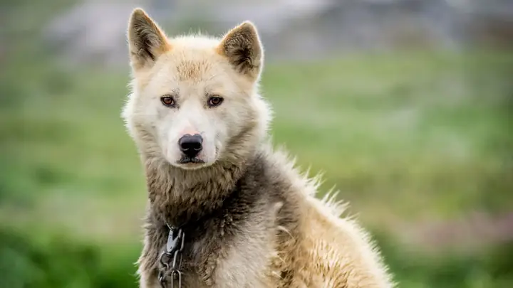 Hình Nền Con Chó Ngầu