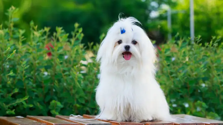 Ảnh Con Chó Ngộ Nghĩnh