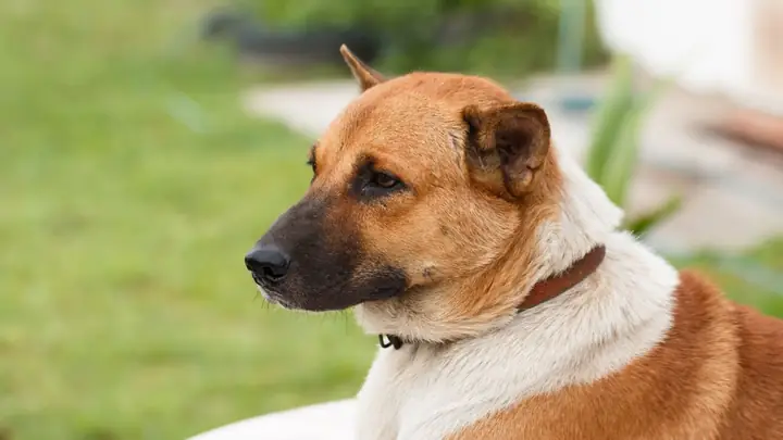 Hình Nền Con Chó Ngầu