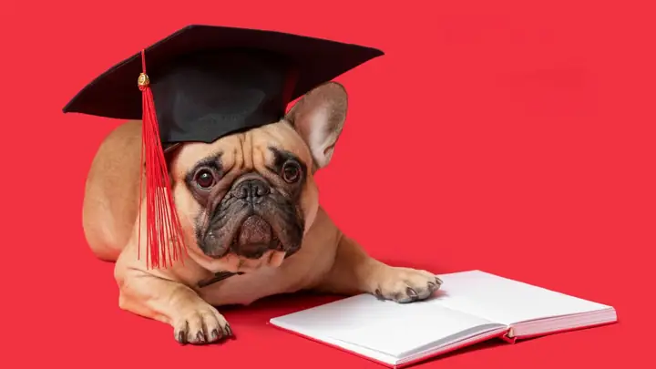 Ảnh Con Chó Ngộ Nghĩnh