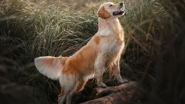 Hình Nền Con Chó Ngầu