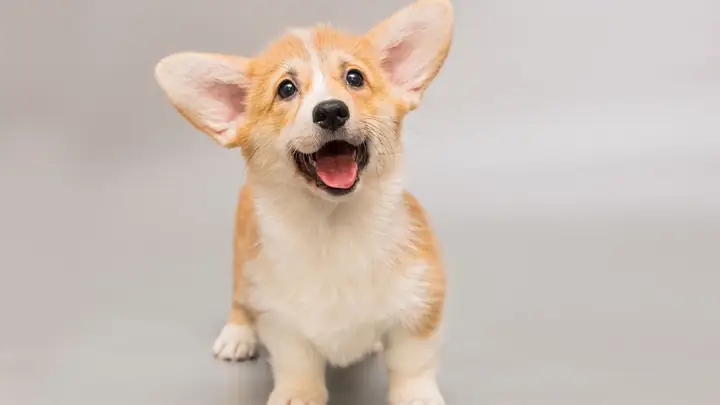 Ảnh Con Chó Ngộ Nghĩnh