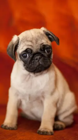 Ảnh Con Chó Hài Hước