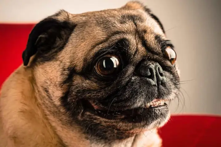 Chó Pug Mặt Xệ Với Những Biểu Cảm Ngộ Nghĩnh