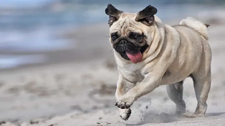 Chó Pug Và Những Khoảnh Khắc Nô Đùa, Chạy Nhảy