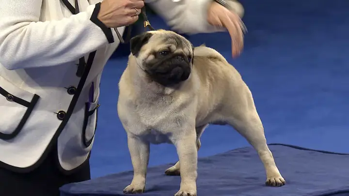 Hình Ảnh Đáng Yêu Của Chó Pug Trong Cuộc Sống Hàng Ngày