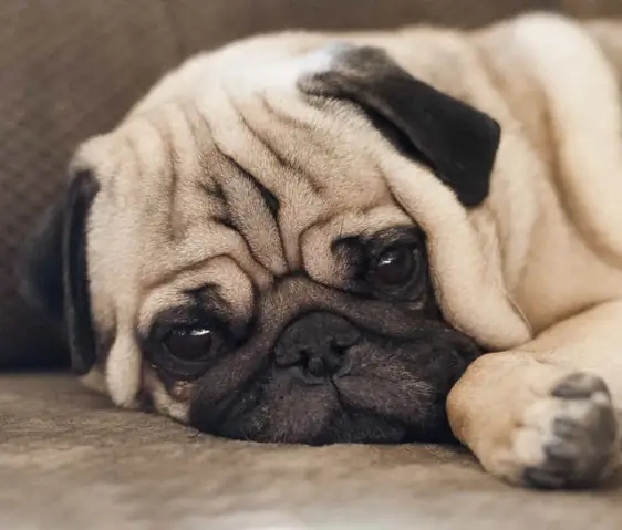 Chó Pug Mặt Xệ Với Những Biểu Cảm Ngộ Nghĩnh