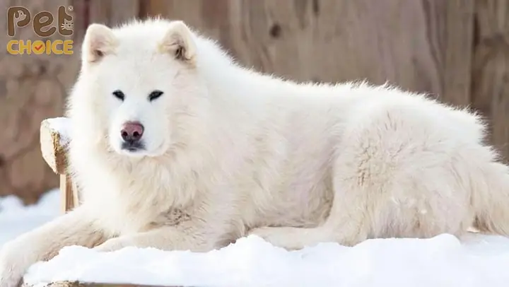 Giá Trị Của Chó Alaska Trắng