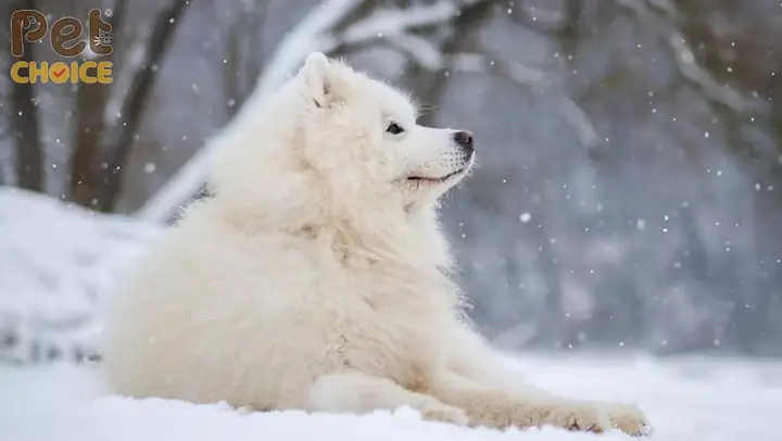 Tại Sao Chó Alaska Trắng Tuyết Hiếm? Tại Sao Chó Alaska Trắng Tuyết Hiếm?