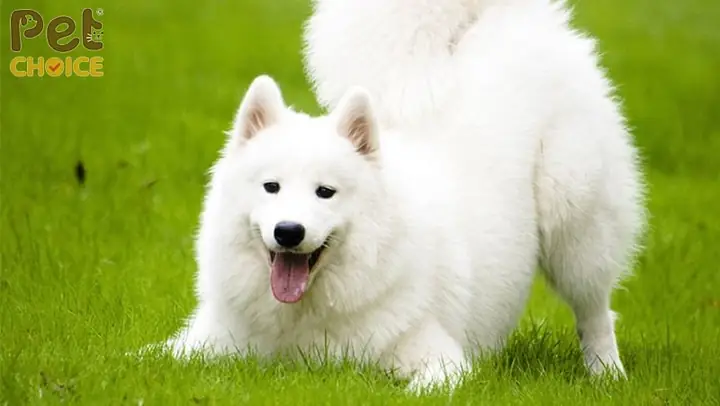 Đặc Điểm Của Chó Alaska Trắng Tuyết Đặc Điểm Của Chó Alaska Trắng Tuyết