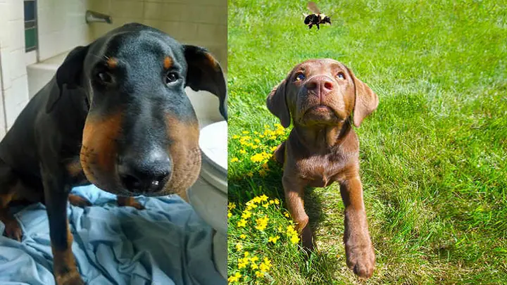 1những Biểu Hiện Khi Chó Bị Ong Đốt