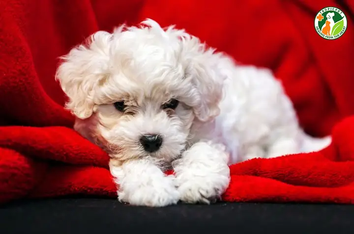 Chó Lông Xù Là Gì? Có Nên Nuôi Chó Lông Xù Hay Không?