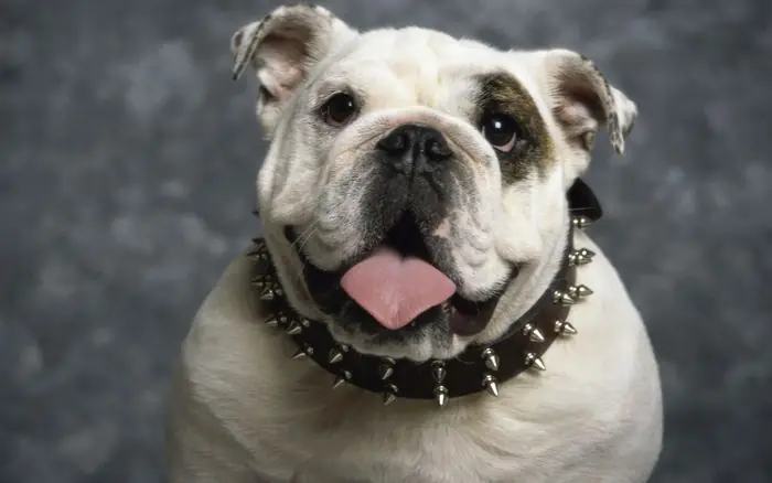 Hình Chó Mặt Xệ Dễ Thương