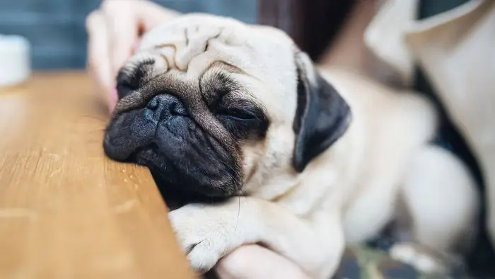 Hình Chó Mặt Xệ Dễ Thương