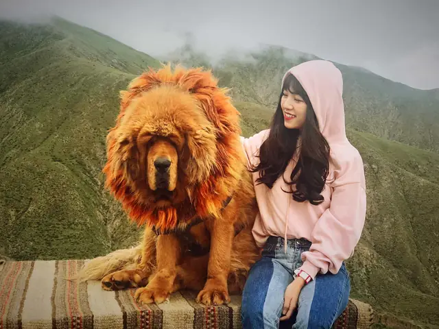 Hình Ảnh Chó Ngao Tây Tạng Cùng Chủ Nhân Của Mình