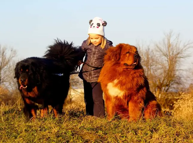 Hình Ảnh Chó Ngao Tây Tạng Cùng Chủ Nhân Của Mình