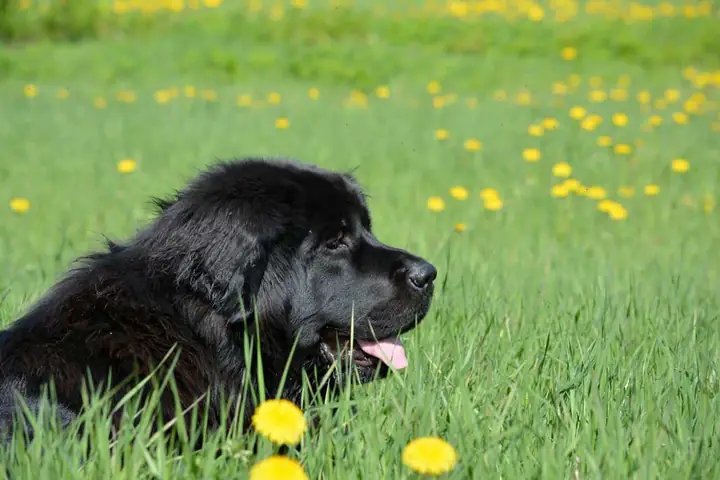 Hình Ảnh Chó Ngao Tây Tạng Con Siêu Đáng Yêu