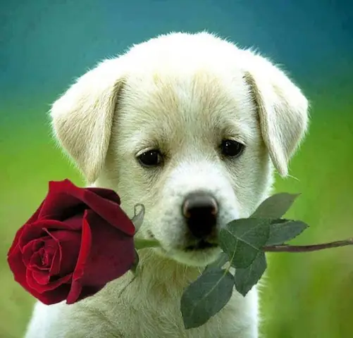 Những Hình Ảnh Đáng Yêu Về Những Chú Chó Dễ Thương