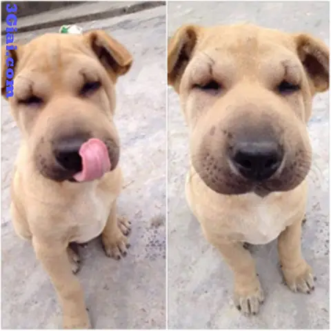 Chó Bị Ong Chích: Dấu Hiệu Nhận Biết Và Cách Xử Lý An Toàn