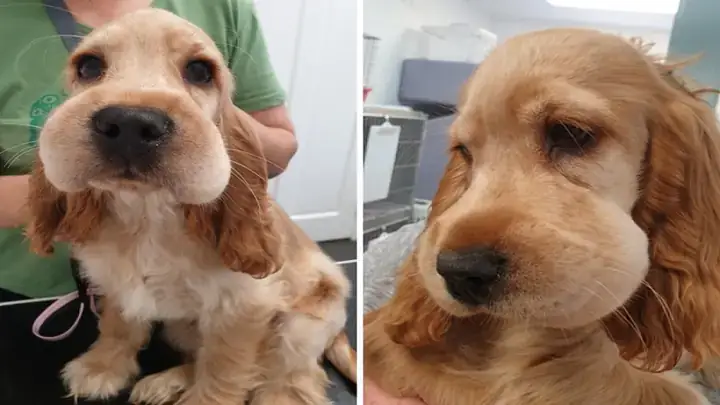 Sử Dụng Thuốc Xịt Đuổi Côn Trùng An Toàn Cho Chó