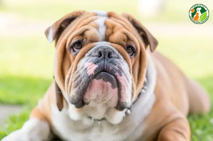 Chó Bulldog(chó Bull Anh) Chó Bulldog(chó Bull Anh)