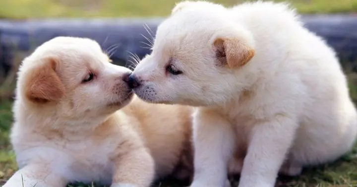 Ảnh 2 Con Chó Con Hôn Nhau