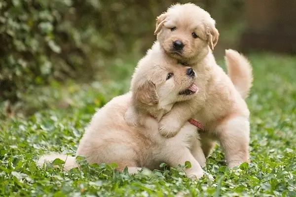 Ảnh Hai Con Chó Con Ôm Nhau Dễ Thương