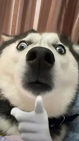 Hình Nền Chó Meme