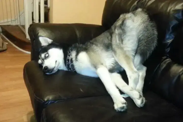 Bộ Sưu Tập Hình Nền Máy Tính Chó Husky Ngáo Cực Chất Cho Bạn Bộ Sưu Tập Hình Nền Máy Tính Chó Husky Ngáo Cực Chất Cho Bạn