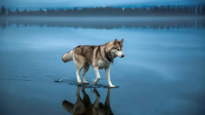 Hình Nền Chó Husky Hình Nền Chó Husky