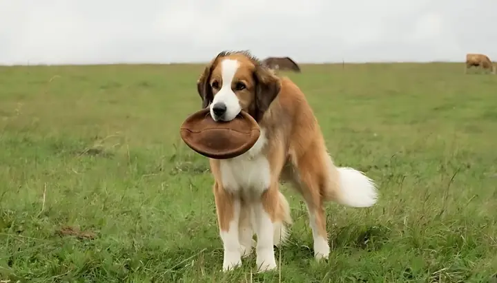 Hình Nền Con Chó Đẹp, Sắc Nét