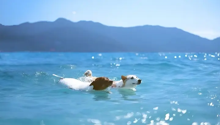 Hình Nền Con Chó Đẹp, Sắc Nét