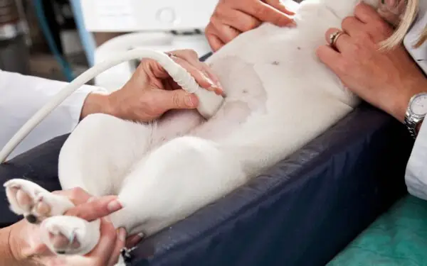 Hình Nền Điện Thoại Chó Pug