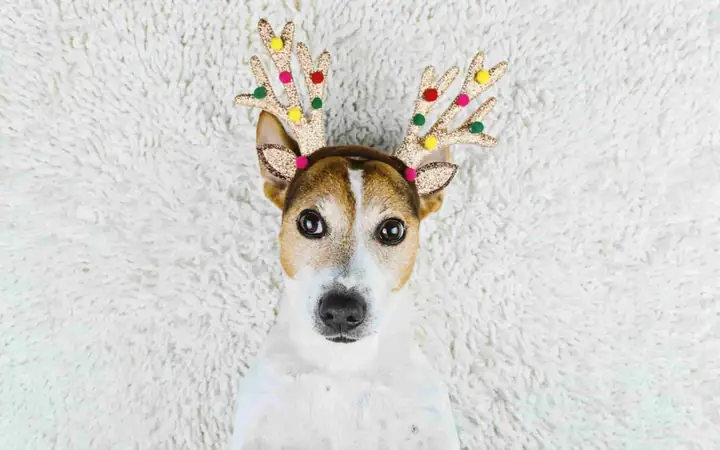 Hình Nền Chú Chó Dễ Thương Với Sừng Tuần Lộc