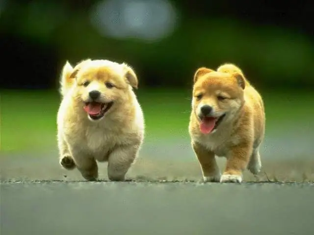 Những Hình Ảnh Đáng Yêu Về Những Chú Chó Dễ Thương Những Hình Ảnh Đáng Yêu Về Những Chú Chó Dễ Thương