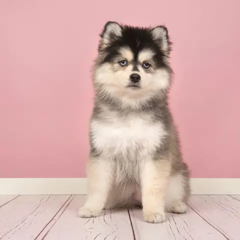 Những Hình Ảnh Đáng Yêu Về Những Chú Chó Dễ Thương Những Hình Ảnh Đáng Yêu Về Những Chú Chó Dễ Thương