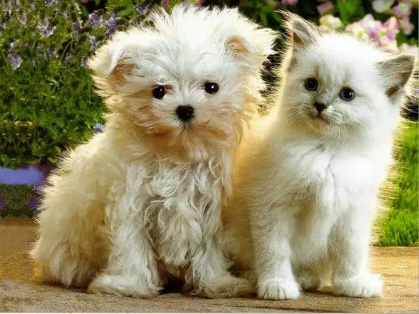 Những Hình Ảnh Đáng Yêu Về Những Chú Chó Dễ Thương Những Hình Ảnh Đáng Yêu Về Những Chú Chó Dễ Thương