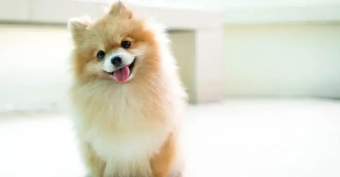 Những Hình Ảnh Đáng Yêu Về Những Chú Chó Dễ Thương Những Hình Ảnh Đáng Yêu Về Những Chú Chó Dễ Thương