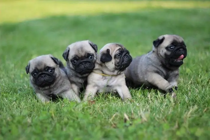 Những Hình Ảnh Đáng Yêu Về Những Chú Chó Dễ Thương Những Hình Ảnh Đáng Yêu Về Những Chú Chó Dễ Thương