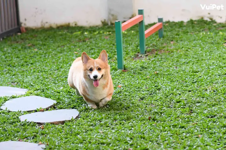 Hồ Bơi Cho Chó Quận 2