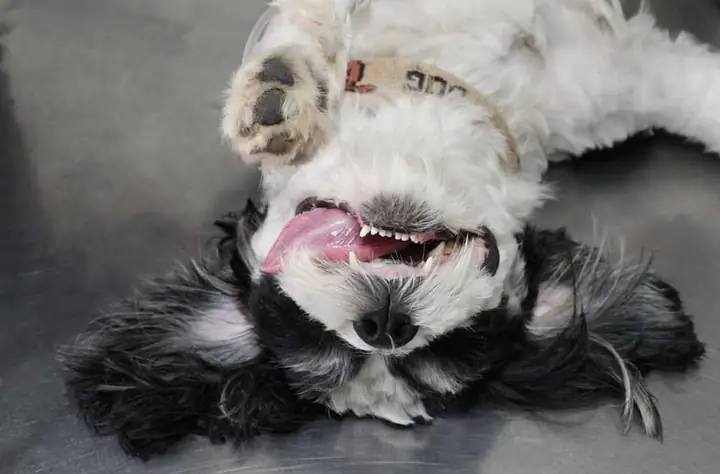 Điều Trị Bệnh Ho Cũi Chó Cùng Với Những Cảnh Báo